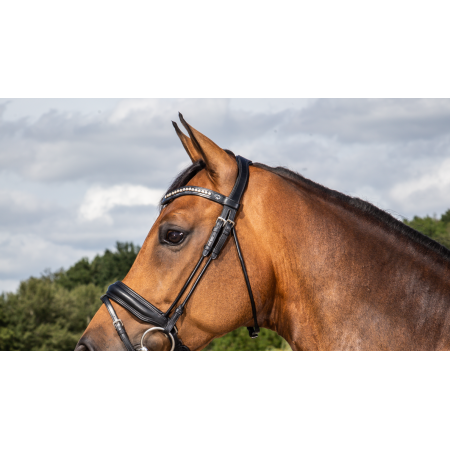 Dressage Stang & Trens kopstuk