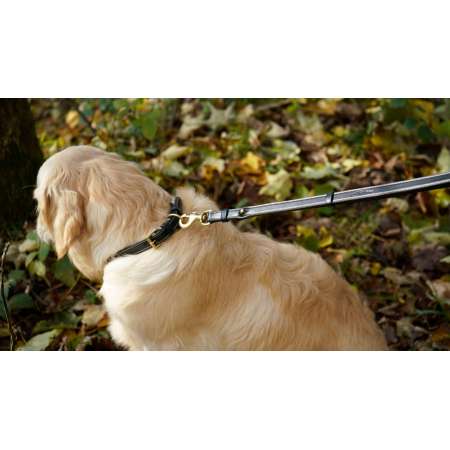 Adjustable Dog Leashes