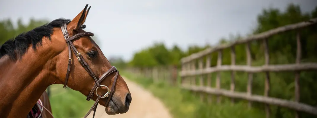 Cheval