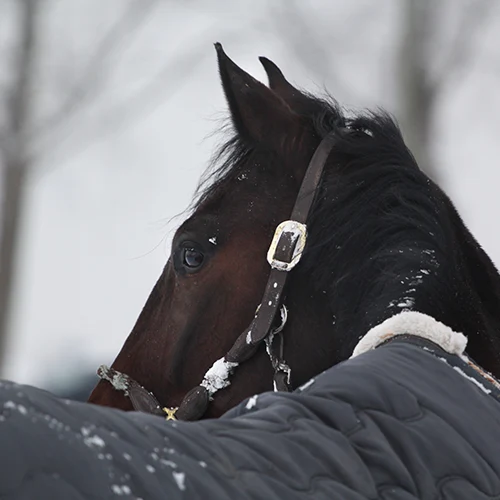 Kentucky