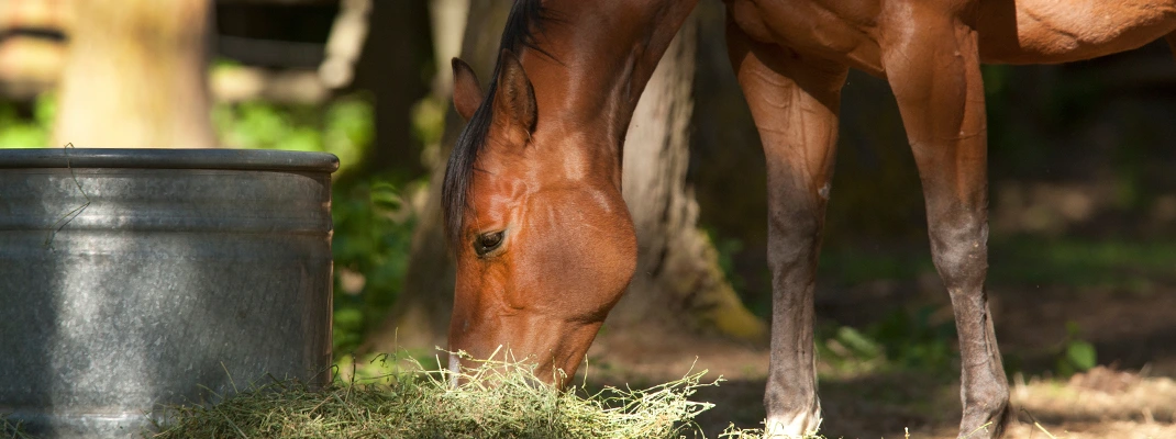 Un cheval qui mange du foin