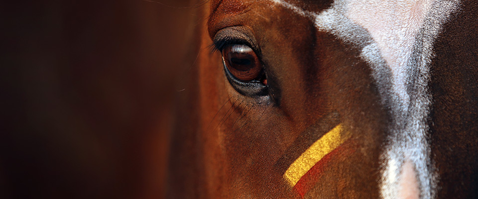 Vêtements d'équitation & accessoires d'équitation