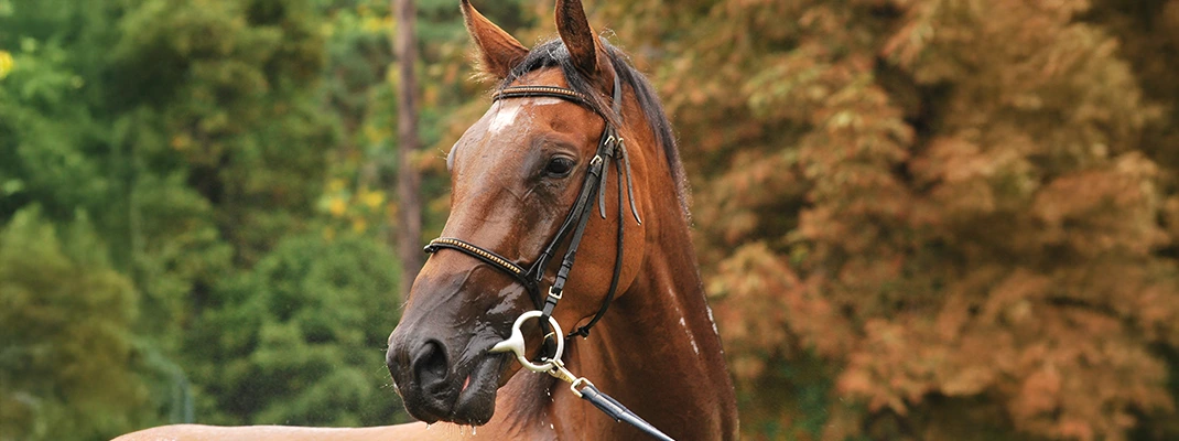 Bridons sur un cheval