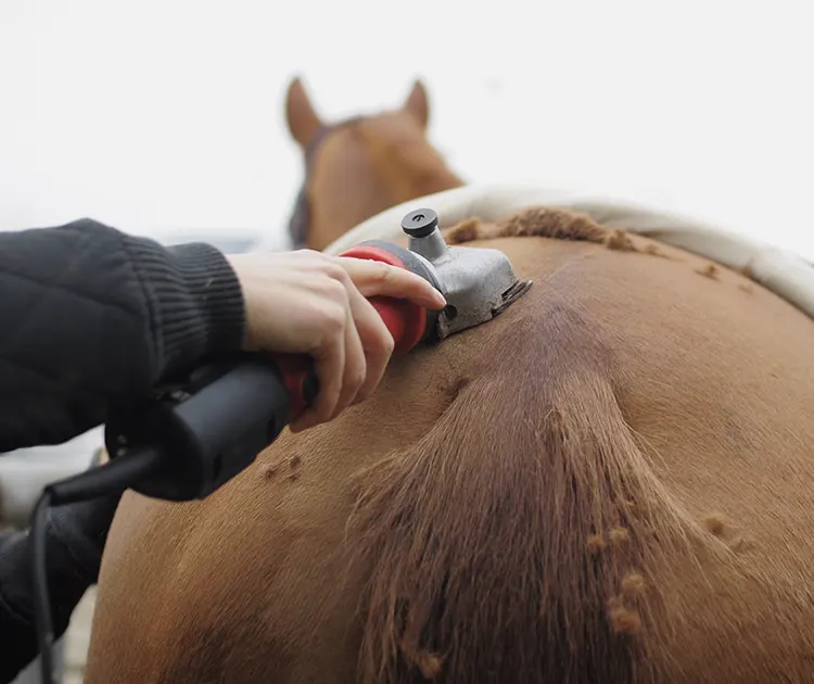 Tonde d'un cheval